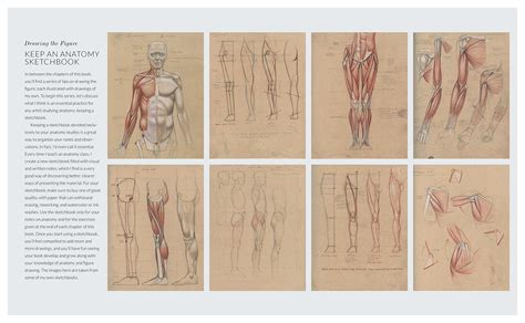  Anatomy for Artists: Unveiling the Sculptural Masterpieces Within - A Practical Guide to Understanding the Human Form through Artistic Exploration