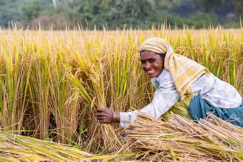 Cultivating Karma: How Rice Farmers Taught Me About Life