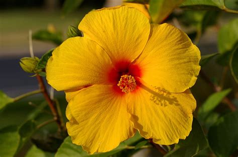  Yellow Hibiscus - Um Romance Vibrante Sobre Cultura e Identidade